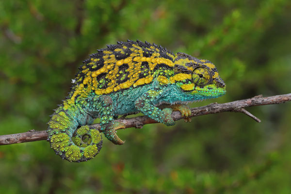 Mount Kenya Side-striped Chameleon (Trioceros schubotzi) male