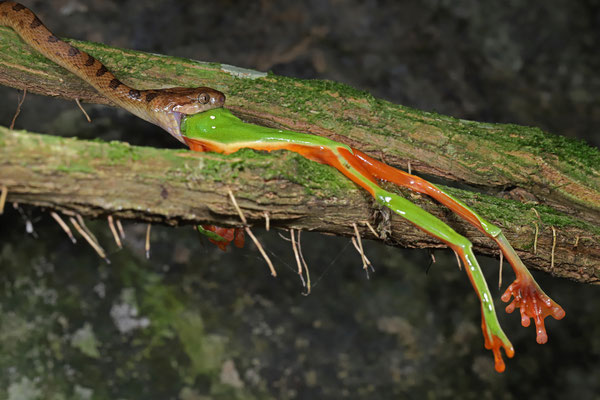 Northern Cat-eyed Snake (Leptodeira septentrionalis) eating a Black-eyed Leaf Frog (Agalychnis moreletii).