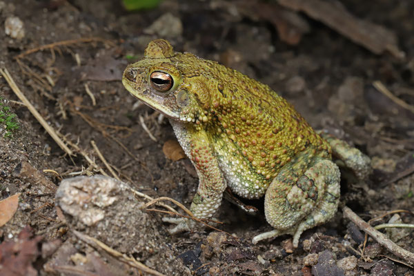 Marbled Toad (Incilius marmoreus)
