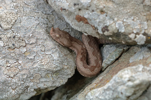 Cheeky Nose-horned Viper (Vipera ammodytes) hiding in a rock wall. 