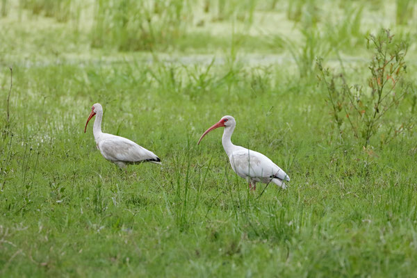 American White Ibis (Eudocimus albus)