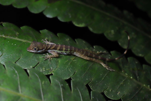 Water Anole (Anolis aquaticus)