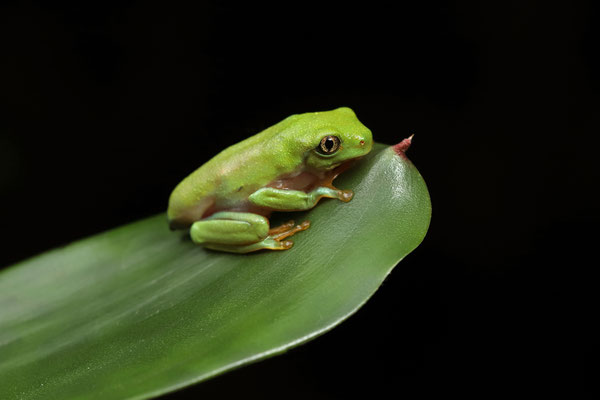 Golden-eyed Leaf Frog (Agalychnis annae) metamorph