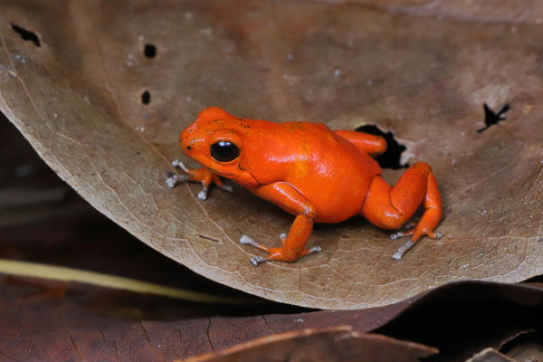 Strawberry Poison Dart Frog (Oophaga pumilio) "Solarte"
