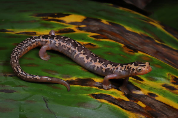 Yellowbelly Mushroomtongue Salamander (Bolitoglossa flaviventris)