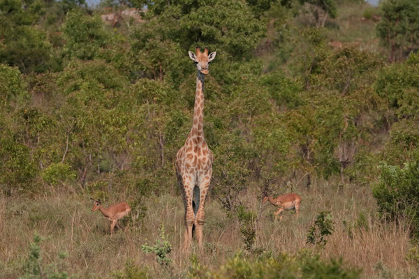 Giraffes (Giraffa giraffa)