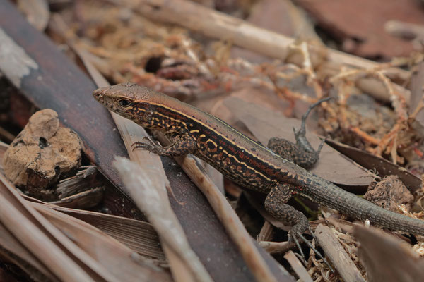 Four-lined Whiptail (Holcosus quadrilineatus)