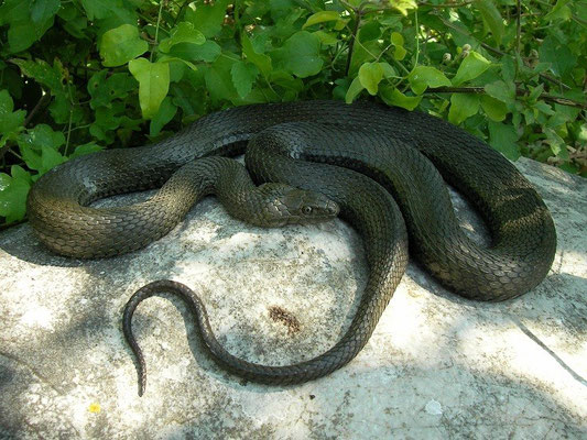 Dice Snake (Natrix tessellata) very large individual, Prespas, Macedonia, July 2012