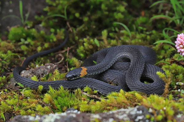 Ringneck Coffee Snake (Ninia diademata) 