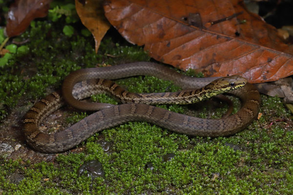 Salmon-bellied Racer (Mastigodryas melanolomus)