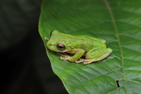 Small-eared Tree Frog (Rheohyla miotympanum)