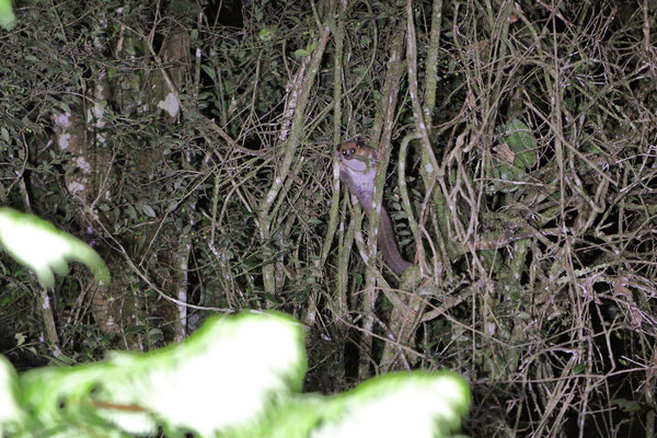 Small-toothed Sportive Lemur (Lepilemur microdon)