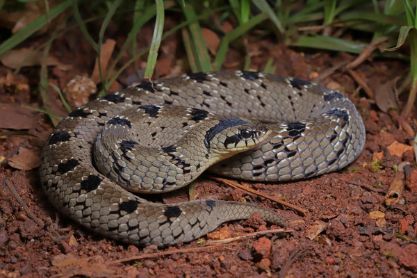 Snouted Night Adder (Causus defilippii) 