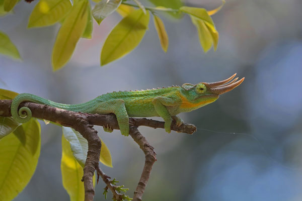 Jackson's Three-horned Chameleon (Trioceros jacksonii) male on the lookout...