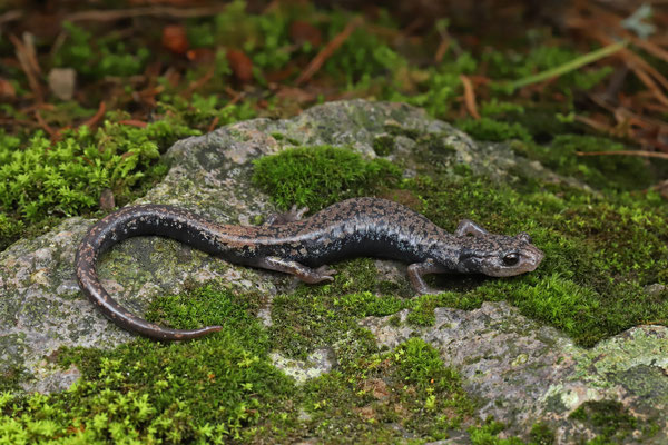Morelos Salamander (Pseudoeurycea altamontana) 