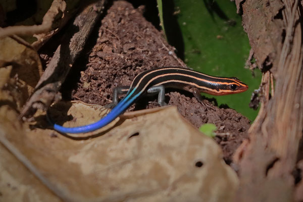 Sumichrast's Skink (Plestiodon sumichrasti) juvenile basking in a sunny patch on the forest floor of a closed canopy forest.