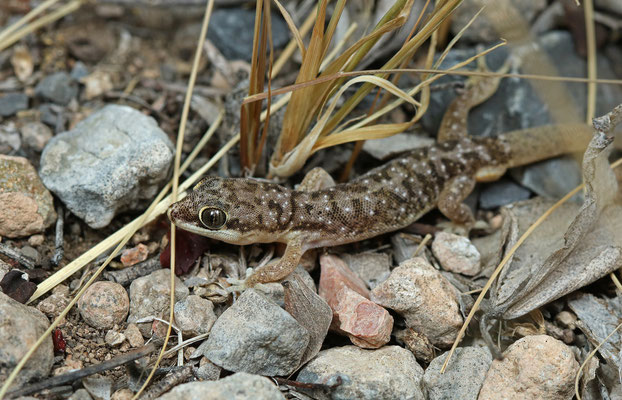 Speckled Thick-toed Gecko (Pachydactylus punctatus)