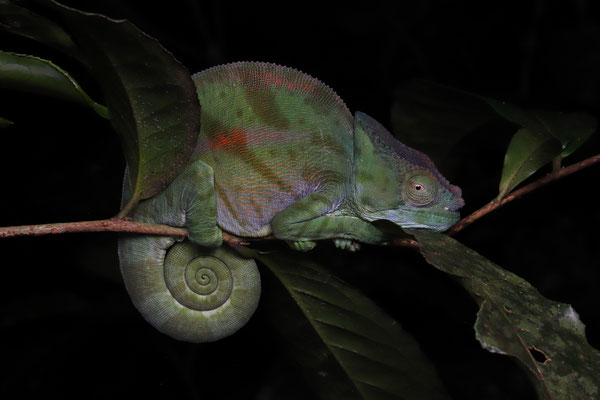 Parson's Chameleon (Calumma parsonii) 