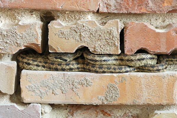 Four-lined Snake (Elaphe quatuorlineata)