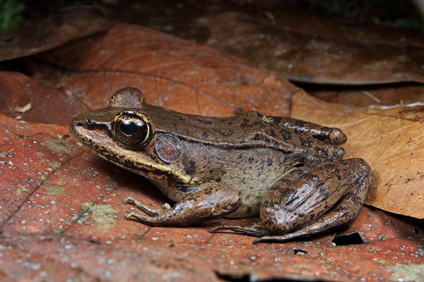 Common Marsh Frog (Lithobates vaillanti)