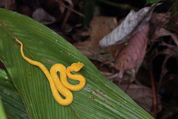 Oropel (Bothriechis nigroadspersus)
