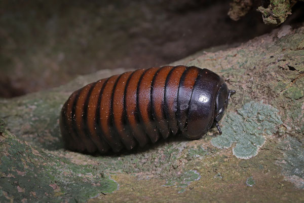 Giant Pill Millipede ( Sphaerotherium sp.)