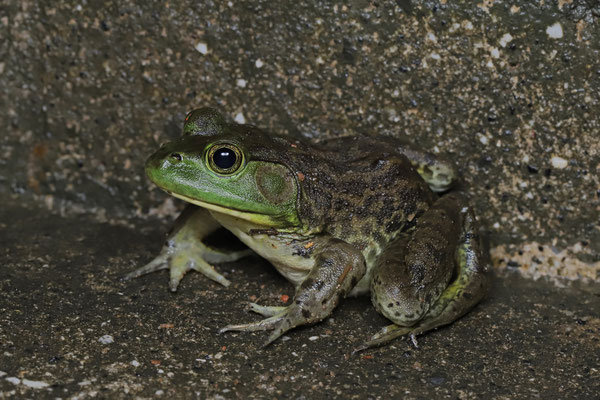 Bull Frog (Lithobates catesbeianus)