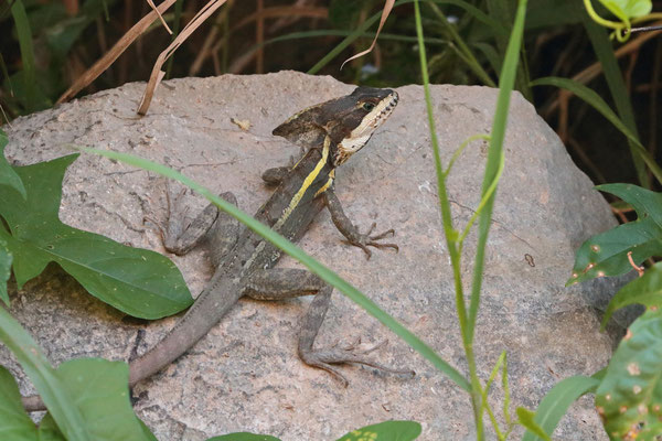 Most of the adult Brown Basilisks (Basiliscus vittatus) in this location had very contrasty black-and-white faces.