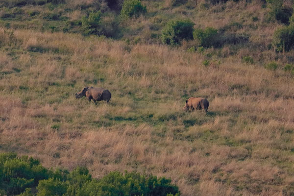 White Rhinos (Ceratotherium simus) 