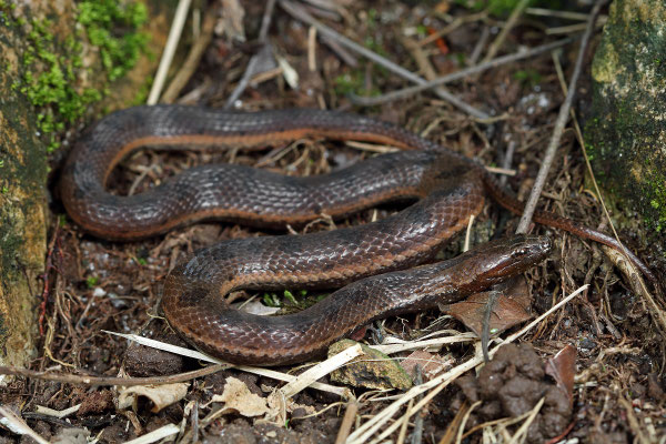 Orangebelly Swamp Snake (Tretanorhinus nigroluteus)