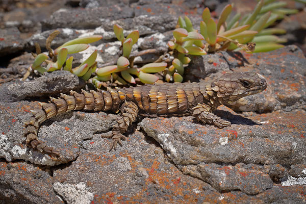 Armadillo Girdled Lizard (Ouroborus cataphractus)
