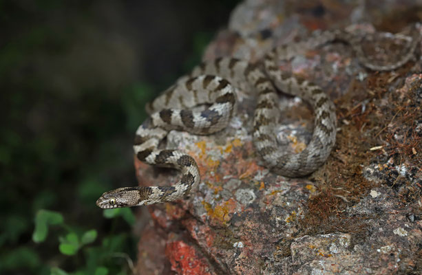 Cat Snake (Telescopus fallax)
