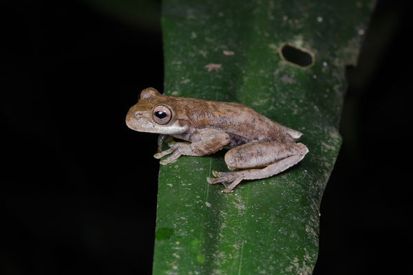 Cloud Forest Stream Frog (Ptychohyla euthysanota) 