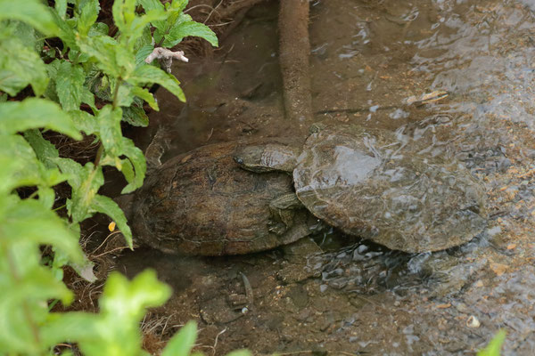 Somehow Balkan Terrapins (Mauremys rivulata) love stormy weather and we saw multiple mating attempts. Well, at least the males seemed to like it. 