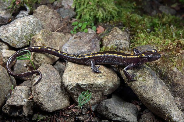 Caucasian Salamander (Mertensiella caucasica)