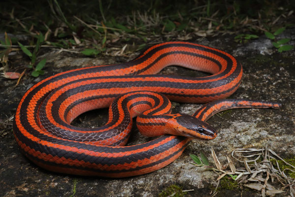 Three-striped Ground Snake (Pseudoxyrhopus tritaeniatus) was spotted at night by Wouter at the outskirts of town.