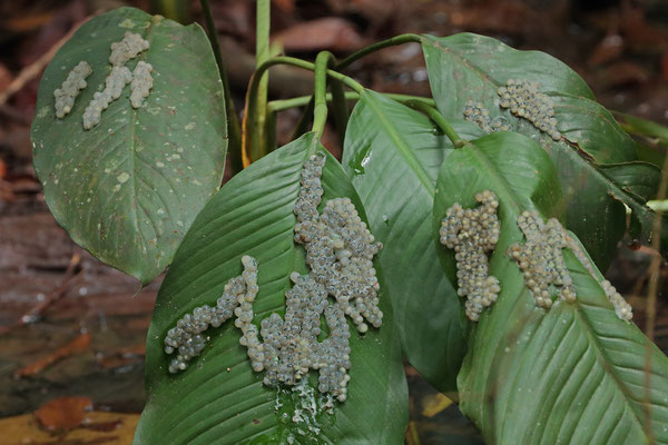 Orange-sided Leaf Frog (Agalychnis spurrelli) eggs, we just missed a massive breeding event which happens during full moon.