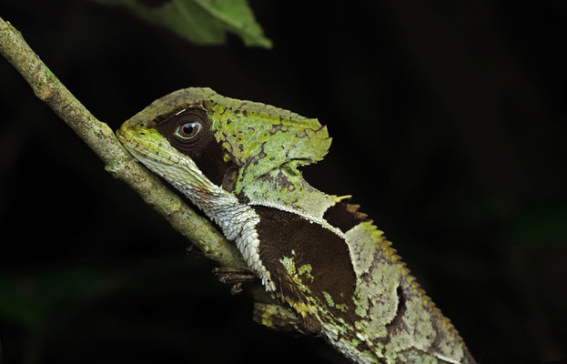 Hernandez's Helmeted Basilisk (Corytophanes hernandesii)