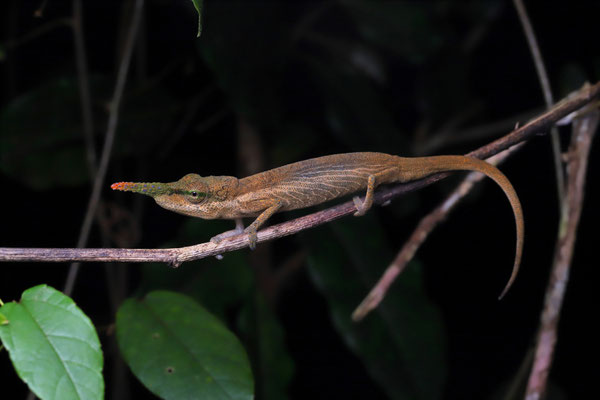 Pinocchio Chameleon (Calumma pinocchio) male