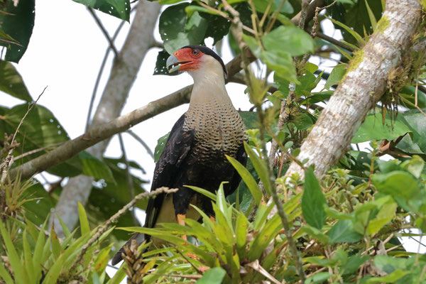Crested Caracara (Caracara plancus)