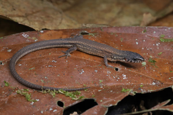 Rio Magdalena Root Tegu (Loxopholis rugiceps)