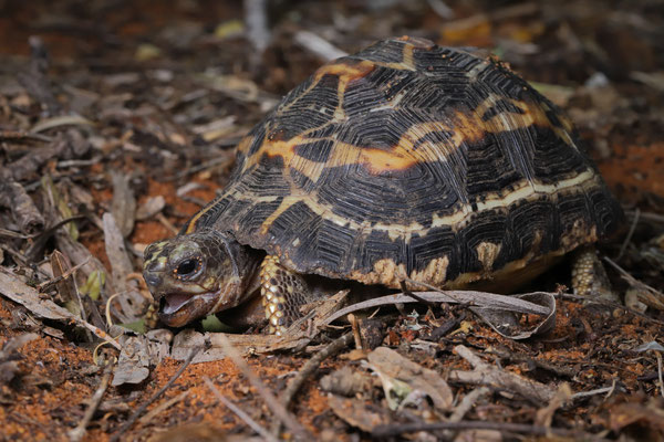 Spider Tortoise (Pyxis arachnoides) having breakfast.