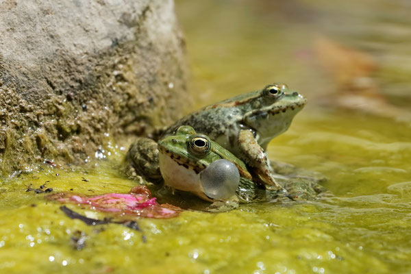 Cyprus Water Frog (Pelophylax cypriensis) males fighting.