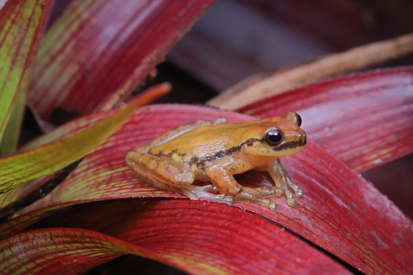 Moustache Bromeliad Tree Frog (Isthmohyla picadoi)