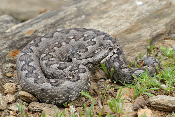 Nose-horned Viper (Vipera ammodytes) 