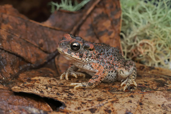 Pine Toad (Incilius occidentalis)