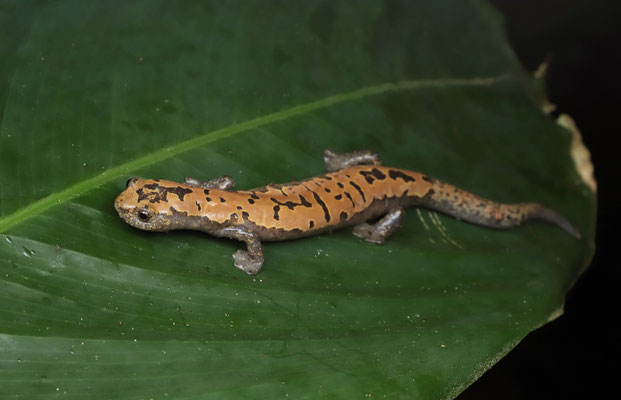 Alberch's Mushroomtongue Salamander (Bolitoglossa alberchi) female