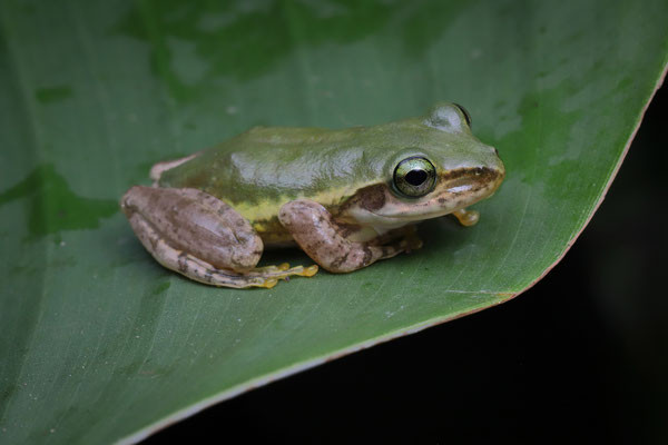 Dumeril's Bright-eyed Frog (Boophis tephraeomystax)