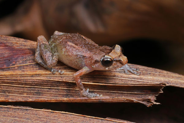 Common Dink Frog (Diasporus diastema)