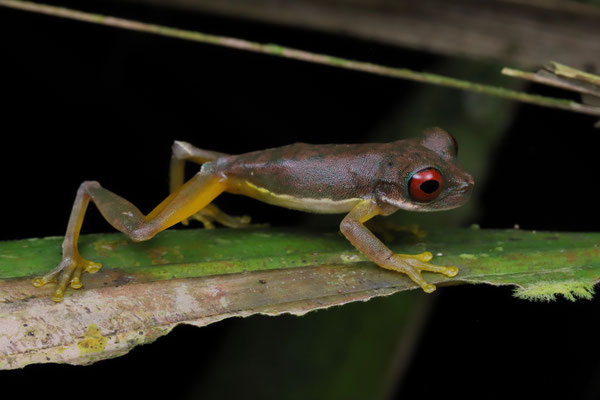 Rufous-eyed Brook Tree Frog (Duellmanohyla rufioculis) male